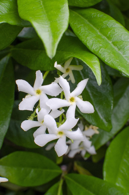 Star Jasmine - Sæt Med 2 Jasminer