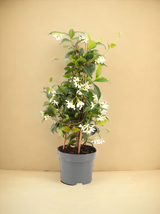Stjerne Jasmin Pyramid D15Cm H50Cm
