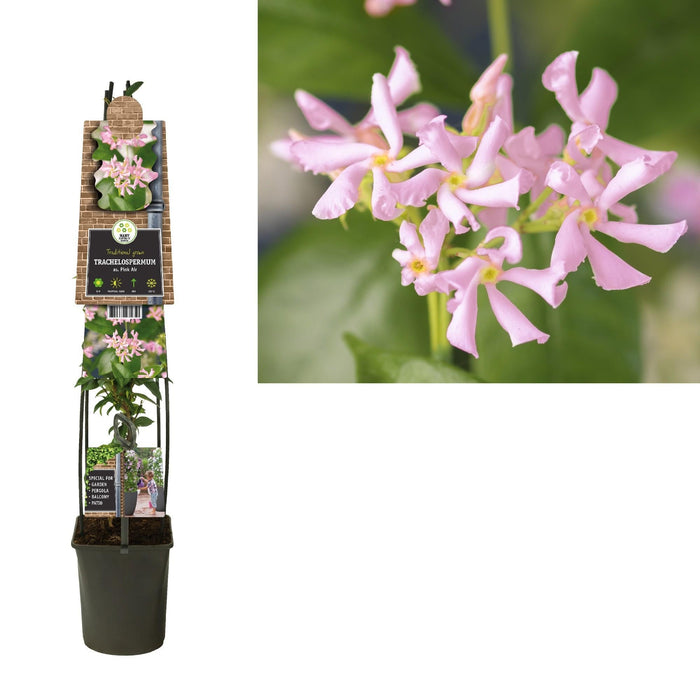 Stjerne Jasmin Pink D23Cm H115Cm