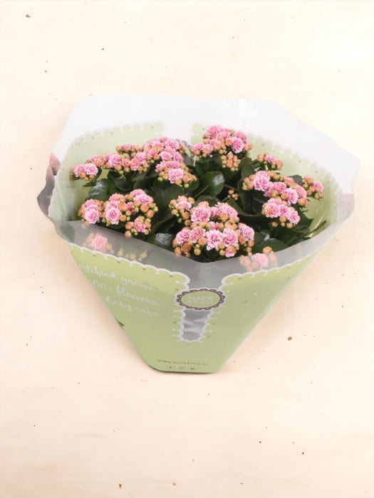 Kalanchoe Double Pink D23Cm H27Cm