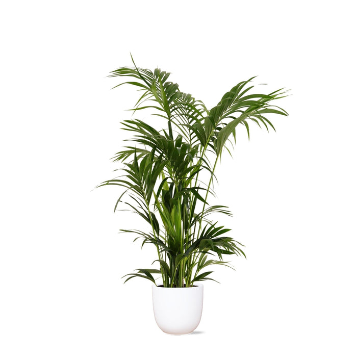 Kentia Palm Og Hendes Gryde