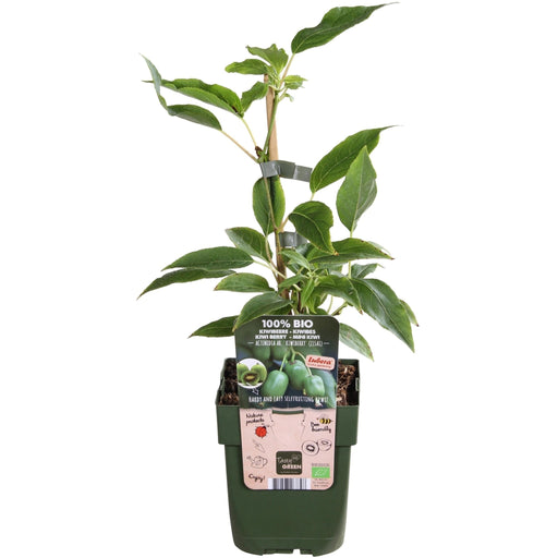 Kiwi Arguta Issai - Frugtbusk