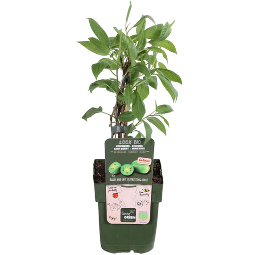 Kiwi Arguta Issai - Frugtbusk