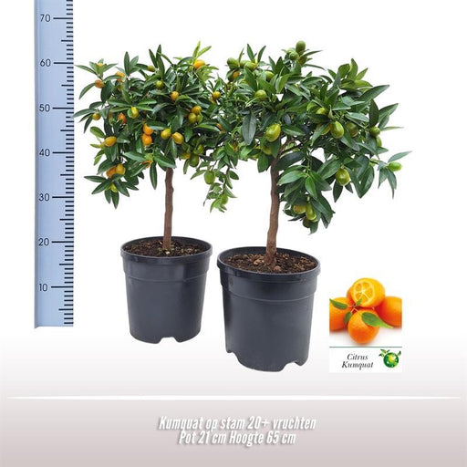 Kumquat D21Cm H65Cm