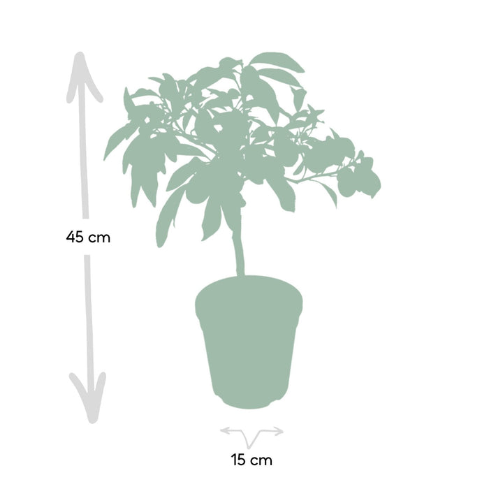 Kumquat Fortunella - 45 Cm - Ø15 - Udendørs Frugtbusk