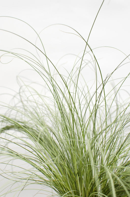 Sedge Carex Comans 'Frosted Curls' - ↨30Cm - Ø14 - Udendørs Flerårig Plante