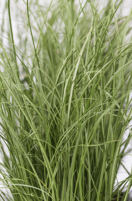 Sedge Carex Comans 'Frosted Curls' - ↨30Cm - Ø14 - Udendørs Flerårig Plante