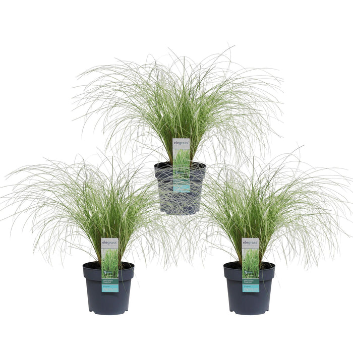 Sedge Carex Comans 'Frosted Curls' - ↨30Cm - Ø14 - Udendørs Flerårig Plante