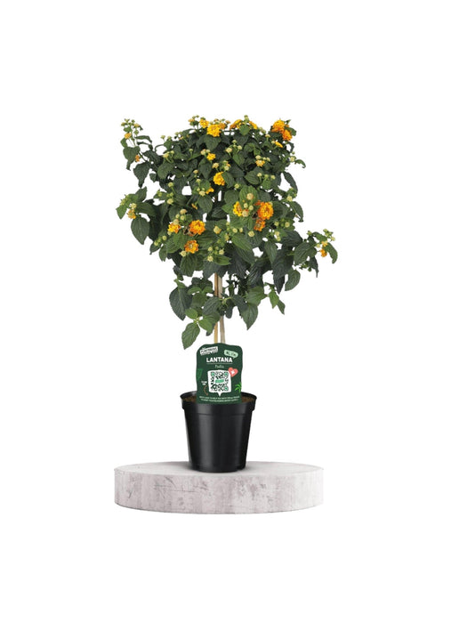 Lantana Orange Busk