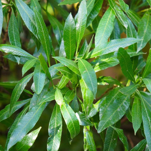 Laurel Caucasica H125Cm Til 10 Lineære Meter Hæk 25X12L