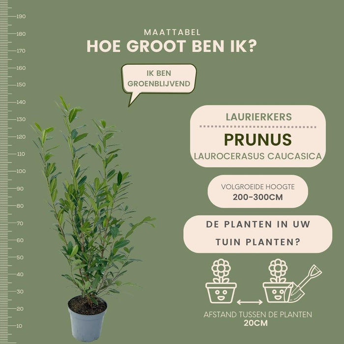 Laurel Caucasica H125Cm Til 10 Lineære Meter Hæk 25X12L