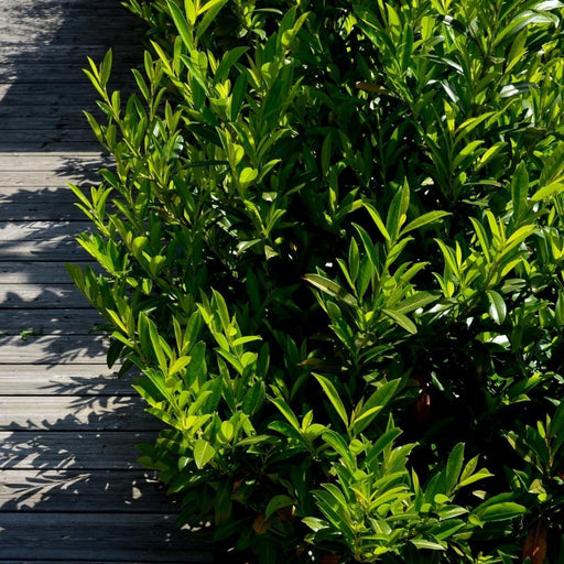 Laurel Caucasica H125Cm Til 10 Lineære Meter Hæk 25X12L