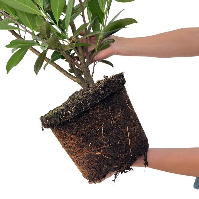 Laurel Caucasica H150Cm Til 10 Lineære Meter Hæk 20X15L