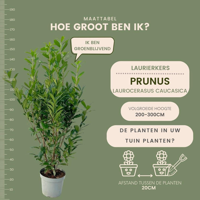Laurel Caucasica H150Cm Til 10 Lineære Meter Hæk 20X15L