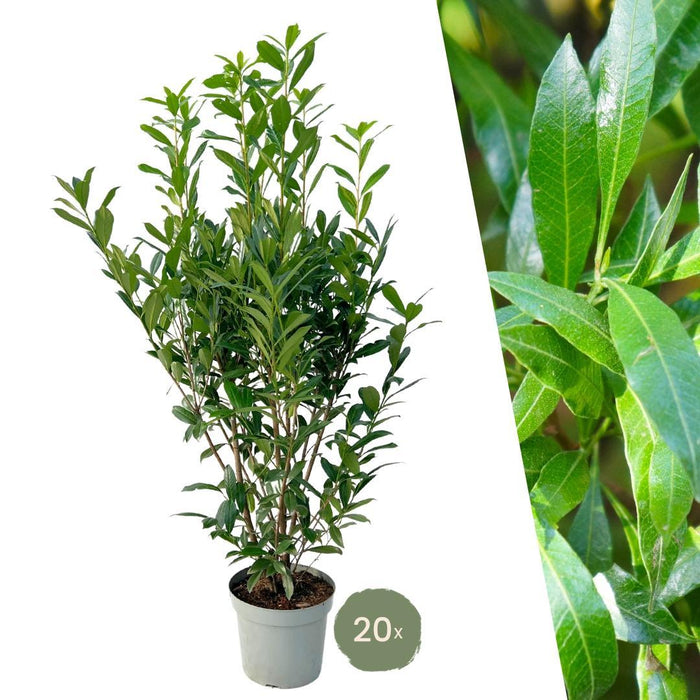 Laurel Caucasica H150Cm Til 10 Lineære Meter Hæk 20X15L