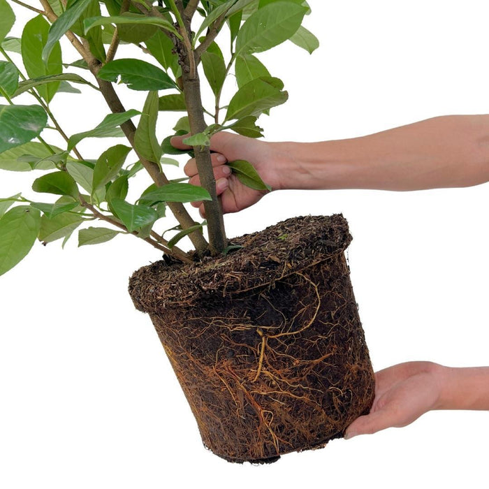 Cherry Laurel H125Cm Til 10 Lineære Meter Hæk 25X12L