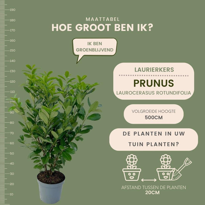 Cherry Laurel H125Cm Til 10 Lineære Meter Hæk 25X12L