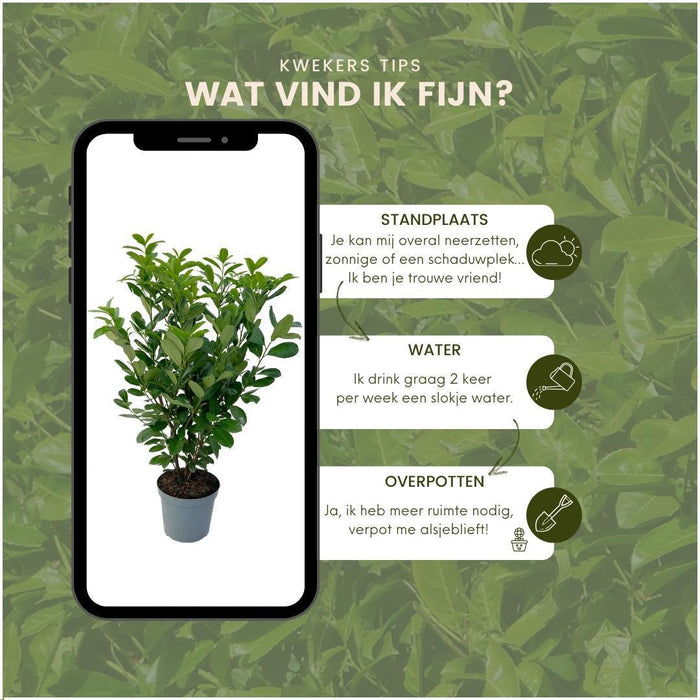 Cherry Laurel H125Cm Til 10 Lineære Meter Hæk 25X12L