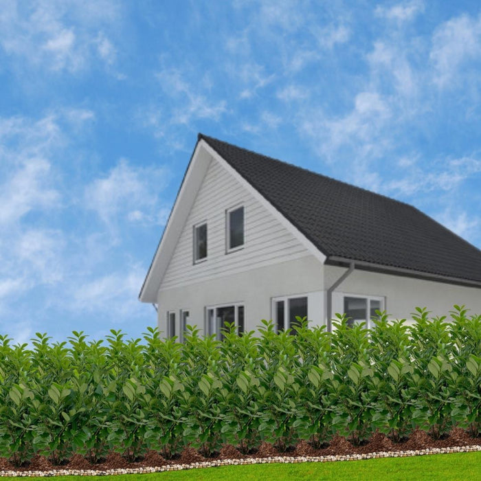 Cherry Laurel H125Cm Til 10 Lineære Meter Hæk 25X12L