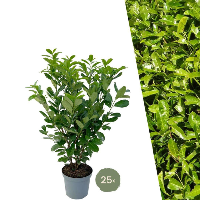 Cherry Laurel H125Cm Til 10 Lineære Meter Hæk 25X12L