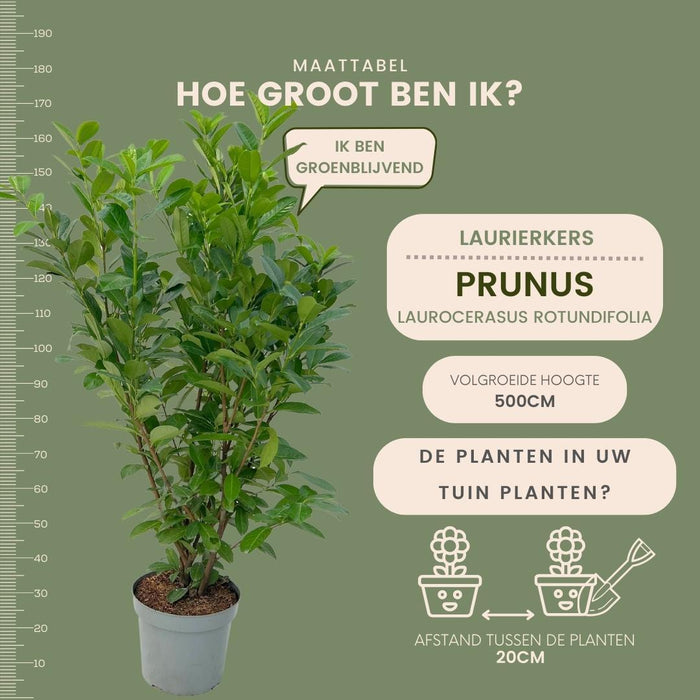 Cherry Laurel H150Cm Til 10 Lineære Meter Hæk 20X15L