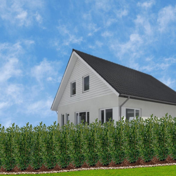 Cherry Laurel H150Cm Til 10 Lineære Meter Hæk 20X15L