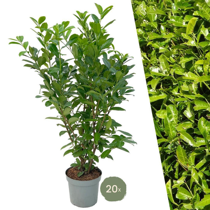 Cherry Laurel H150Cm Til 10 Lineære Meter Hæk 20X15L