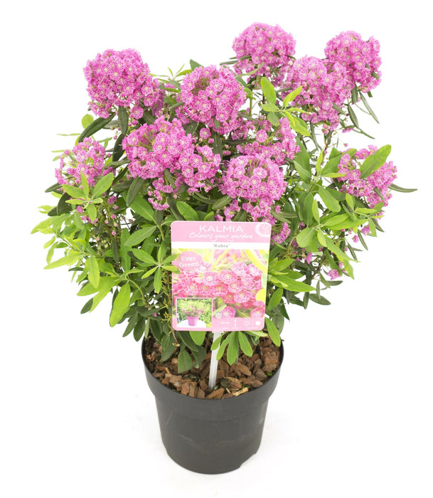 Får Laurel 'Rubra' - ↨20Cm - Ø15Cm - Blomstrende Udendørs Plante