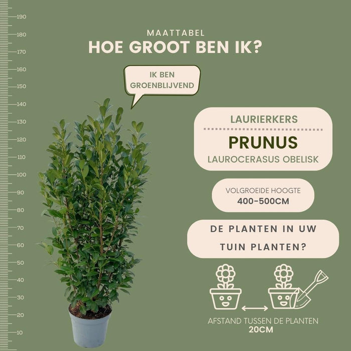 Laurel H125Cm Til 10 Lineær Meter Hæk 25X12L