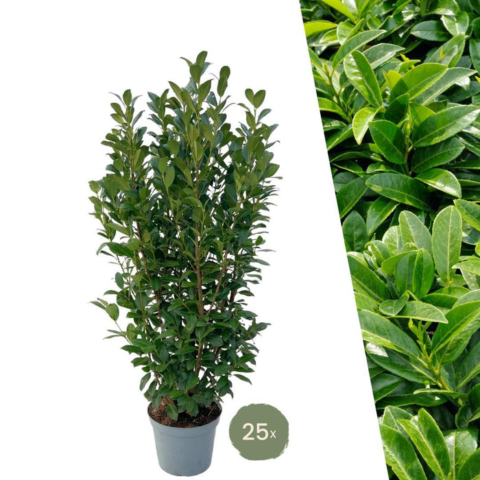 Laurel H125Cm Til 10 Lineær Meter Hæk 25X12L