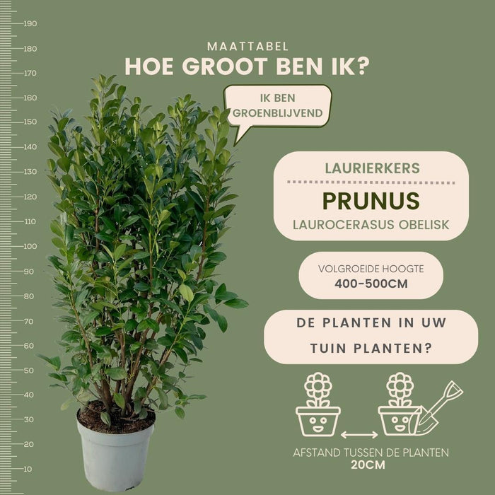 Laurel H150Cm Til 10 Lineær Meter Hæk 20X15L