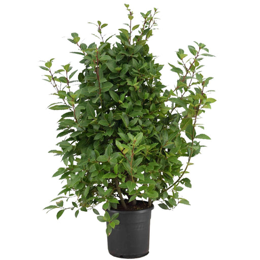 Laurel Laurus Nobilis - Udendørs Busk