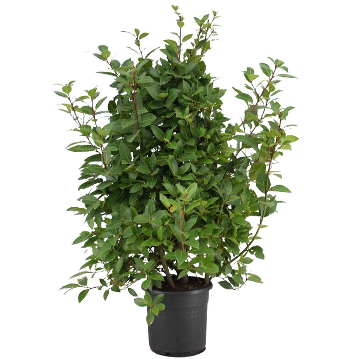 Laurel Laurus Nobilis - Udendørs Busk