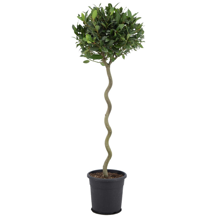 Laurel Laurus Nobilis - Udendørs Busk