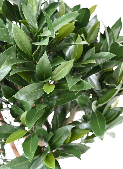 Nobilis Kunstig Laurbær Uv-Resistent H.130Cm Grøn