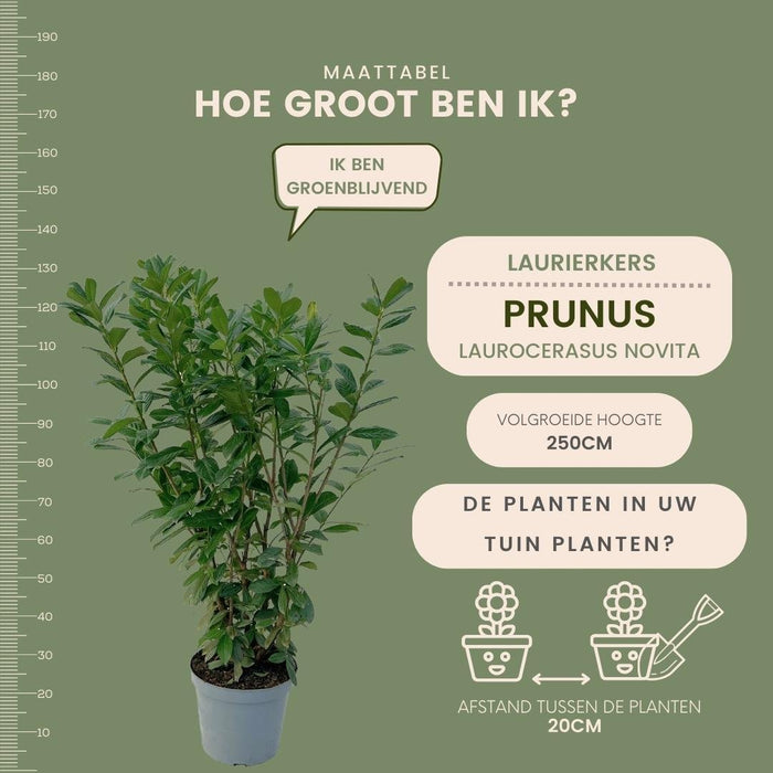 Laurel Novita H125Cm Til 10 Lineære Meter Hæk 25X12L