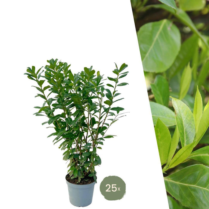 Laurel Novita H125Cm Til 10 Lineære Meter Hæk 25X12L