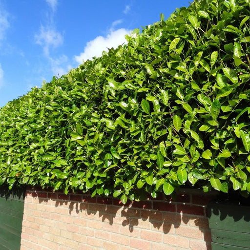 Laurel Novita H125Cm Til 10 Lineære Meter Hæk 25X12L