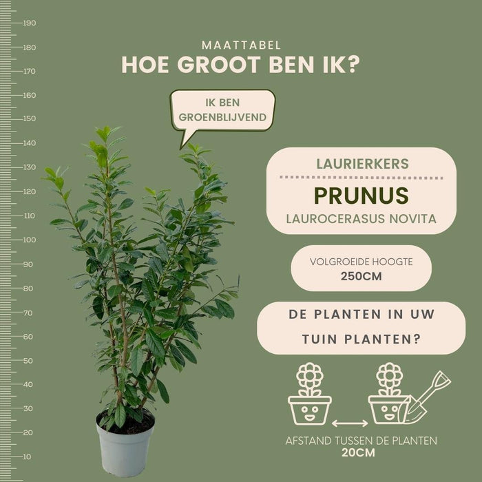 Laurel Novita H150Cm Til 10 Lineære Meter Hæk 20X15L