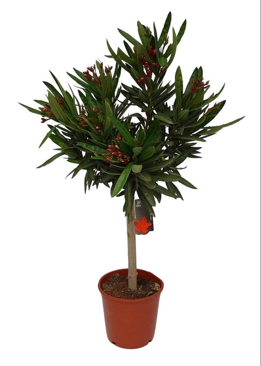 Laurel Oleander Stam