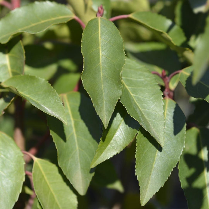 Portugisisk Laurbær H100Cm Til 10 Lineære Meter Hæk 25X12L