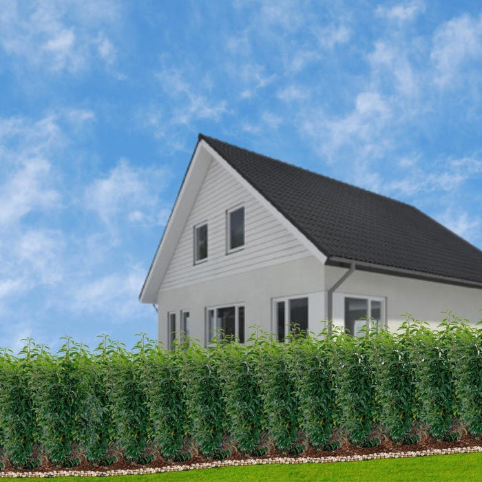 Portugisisk Laurbær H100Cm Til 10 Lineære Meter Hæk 25X12L