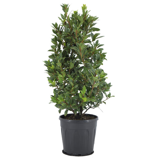 Laurierbladssauce - Laurus Nobilis Struik