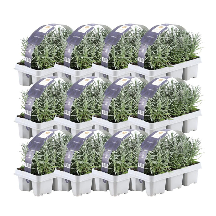 Lavendel Angustifolia - 12 Pakker Af 6