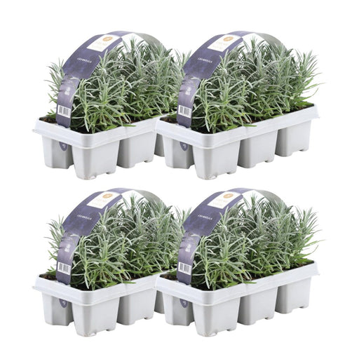Lavendel Angustifolia - 4 Pakker Af 6