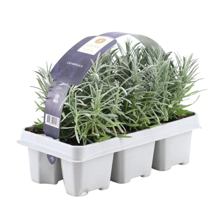 Lavendel Angustifolia - 6 X D7Cm - H15 Cm