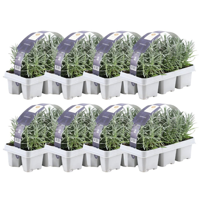 Lavendel Angustifolia - 8 Pakker Af 6