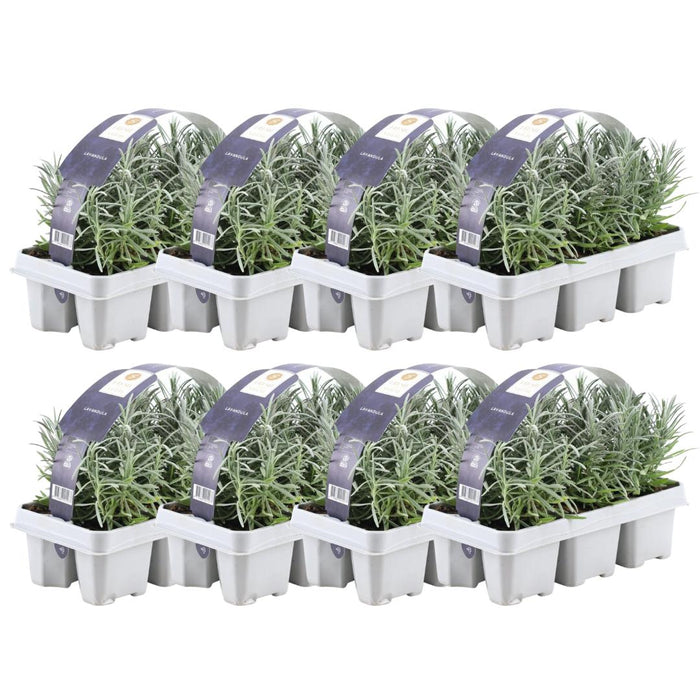 Lavendel Angustifolia - 8 Pakker Af 6