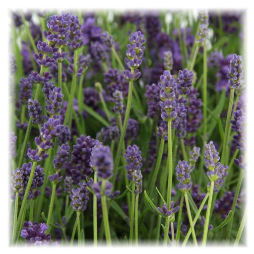 Lavendel Angustifolia Felice® Sæt På 6 - 12 Cm - Udendørs Blomstrende Plante