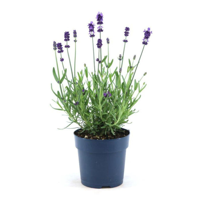 Lavendel Angustifolia Felice® Sæt På 6 - 12 Cm - Udendørs Blomstrende Plante